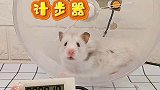 仓鼠计步器？竟然可以这样玩！