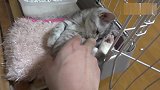 被主人摸肚子，小奶猫一只爪爪狂拍主人，太可爱了!