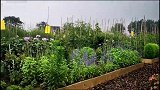 我的蔬菜花园造园论视频系列（20）———静谧的蔬菜花园