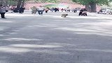 这个是不是虎我不知道，但是它主人一定虎，虎的还不轻！
