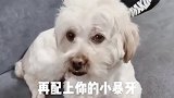 全网最开不起玩笑的狗子，闹着玩老鸡眼宠物成精啦 养狗 萌犬