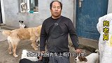 为什么这么多条斗牛上了狗肉车，老舅拦下救助，为何当初要养它们