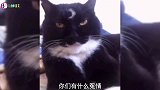 面相如此威严，此猫有些来头，难不成是“喵青天”