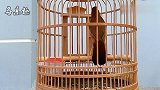 画眉鸟叫声：公画眉鸟花叫！这叫声真的不一般！