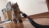 这真是我见过最怂的橘猫，区区一个吸尘器的管子，怂成这模样