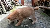 田园犬小奶狗阿黄，萌宠界吃播一姐，暴力恰饭从来不是闹着玩的
