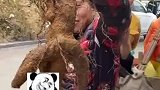 村民挖出人形何首乌，引众人围观
