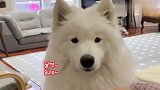 主人吃面包没给狗子，萨摩耶馋到不行，结局笑翻了