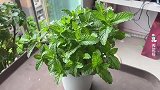 水培薄荷爆盆后的修剪大法！#养花小知识 #薄荷