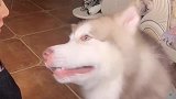 养一只会说话还会撒娇的狗狗