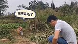 中华田园犬：到田间给咱爸比送饭去！