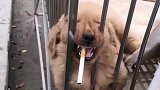 狗子：铲屎的，还能不能让我睡个安稳觉啦！