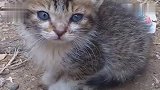 半路遇到一只小奶猫，为了讨吃使劲卖萌：我已经几天没吃了