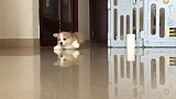 你的小可爱正在朝你滑来