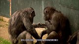 大猩猩迷恋上抽烟，抽烟的动作熟练又销魂，网友：真是老烟枪！