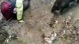 男子路上遇到野猪跑的鞋都掉了，躺下不动最后野猪走掉了