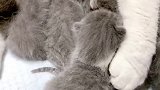 一窝可爱的小猫咪啊