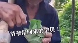 爷爷看到孙女回来，颤抖地从口袋中掏出惊喜