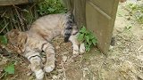 这只小橘猫太野了，贪玩弄得半身都是泥