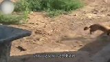 黄鼠狼捕食土拨鼠，不料遇上硬茬，这下有好戏看了！