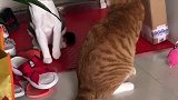 猫咪一见面就打架
