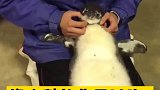 撸猫撸狗看得多了，撸企鹅的还是第一次见