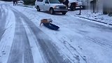 一只把雪上滑板玩的比主人还牛的英国斗牛犬，愚蠢的人类！