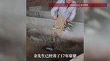 古有“草船借箭”，今有“豪猪借刺”！男子养豪猪17年，拔刺一斤能卖400元