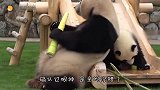 大熊猫打妈妈，结果被熊猫妈妈摁着打，场面笑翻了