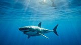 美国两男子开快艇拖死鲨鱼 被判监禁：违反当地动物保护法