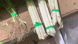 一眼没看住谁给我葱头掰走了