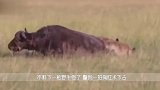 犀牛母子遭鬣狗疯狂掏肛，犀牛却丝毫不怕，鬣狗：这是不锈肛！