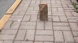 我还以为土地公公要出来玩了，收了神通吧