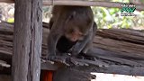 连着小猴的胎盘卡住了，愚蠢的猴妈使劲地拉扯，好担心扯坏小猴子