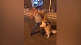 指使金毛欺负残疾人，男子拍视频取乐被指责 警方：已行拘