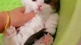 猫：快放开我，我才不要洗澡！