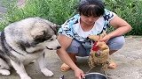 狗狗误以为主人要宰母鸡，下一秒这举动，简直太感人了！