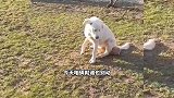 成功之道就是用自己的优势去比别人的弱点！