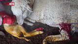祁连山下肃南牧民寒冬喜悦事：-20℃接生羊羔成长旺