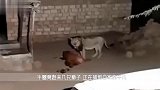 4匹野狼溜进农场，被守护的狗狗发现，野狼最终3死1逃！