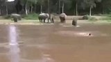 生命之灵！小象营救落水人类