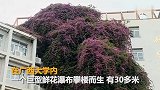 广西大学现巨型鲜花瀑布：自楼顶“飞流直下”三十多米