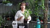 刚上盆的石斛兰，缓苗巧用一个塑料盆，长根服盆更快