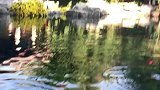 小伙拍到趵突泉水下一幕，水底清澈，锦鲤成群结队