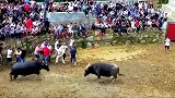 乡村斗牛：大角被撞断，可牛还要继续战斗！