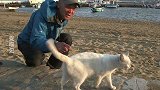 摄影师：这只猫咪长得太漂亮，很多公猫都围在它身边