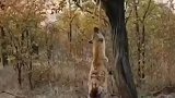 鬣狗咬合力真强！从爬上树的花豹嘴里抢食，居然还成功了