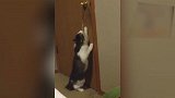 好调皮的猫咪啊，看这矫健的身姿，最后悲剧了吧