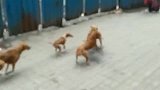 狗狗也有帮派，一条狗被欺负，同帮狗狗跑出来火拼救援