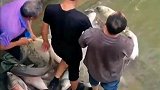 真没想到这么多鱼竟然还真是大爷自己钓的